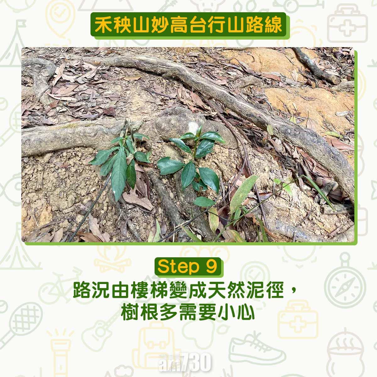 禾秧山芒草行山路線
