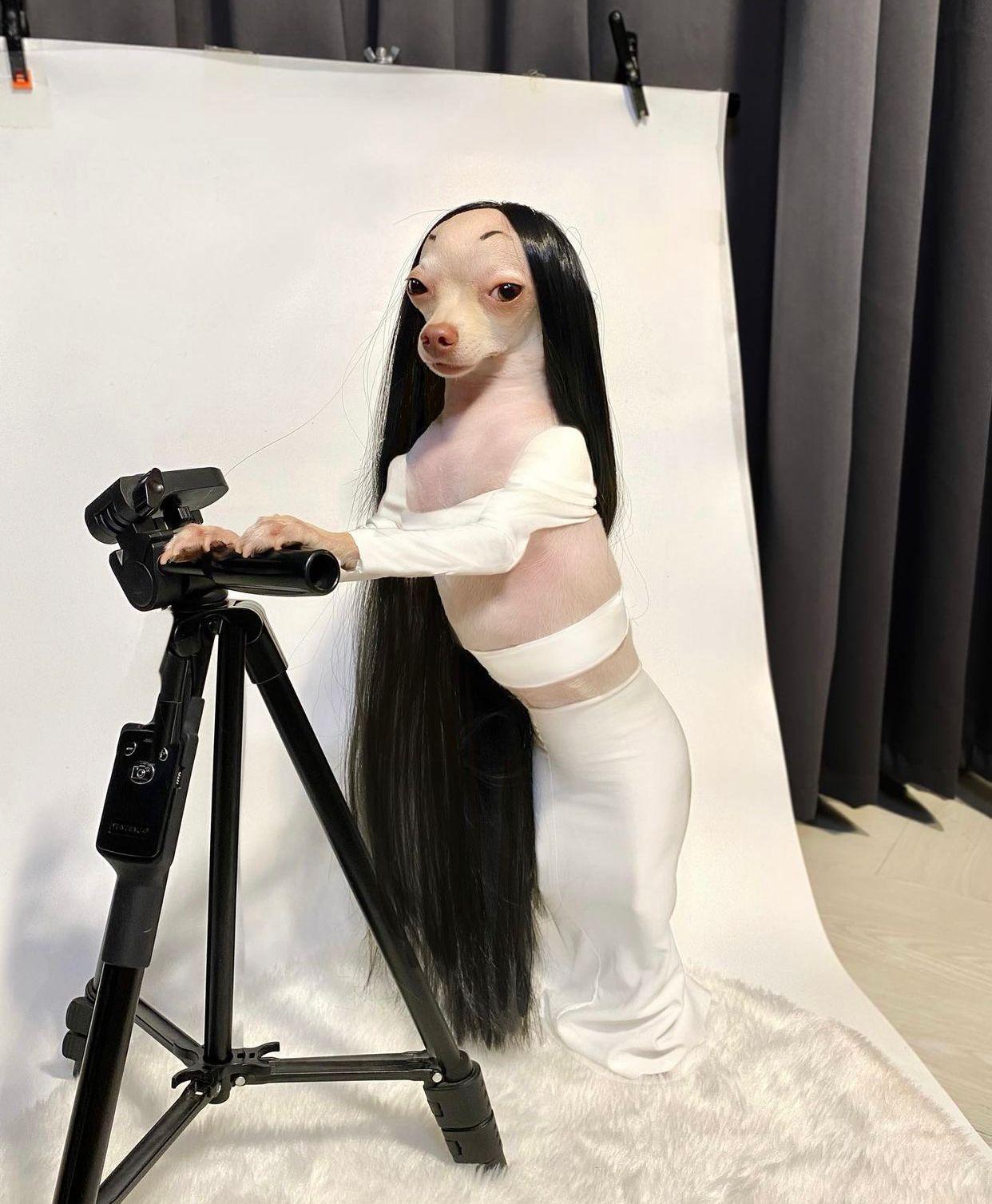 有主人為狗狗cosplay成Davika當日造型。