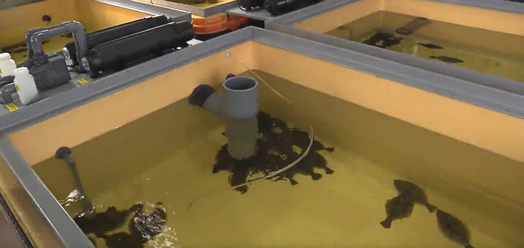 養在經稀釋核污水內的比目魚。(互聯網)