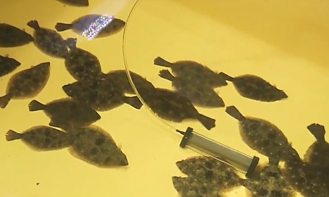 養在經稀釋核污水內的比目魚。(互聯網)