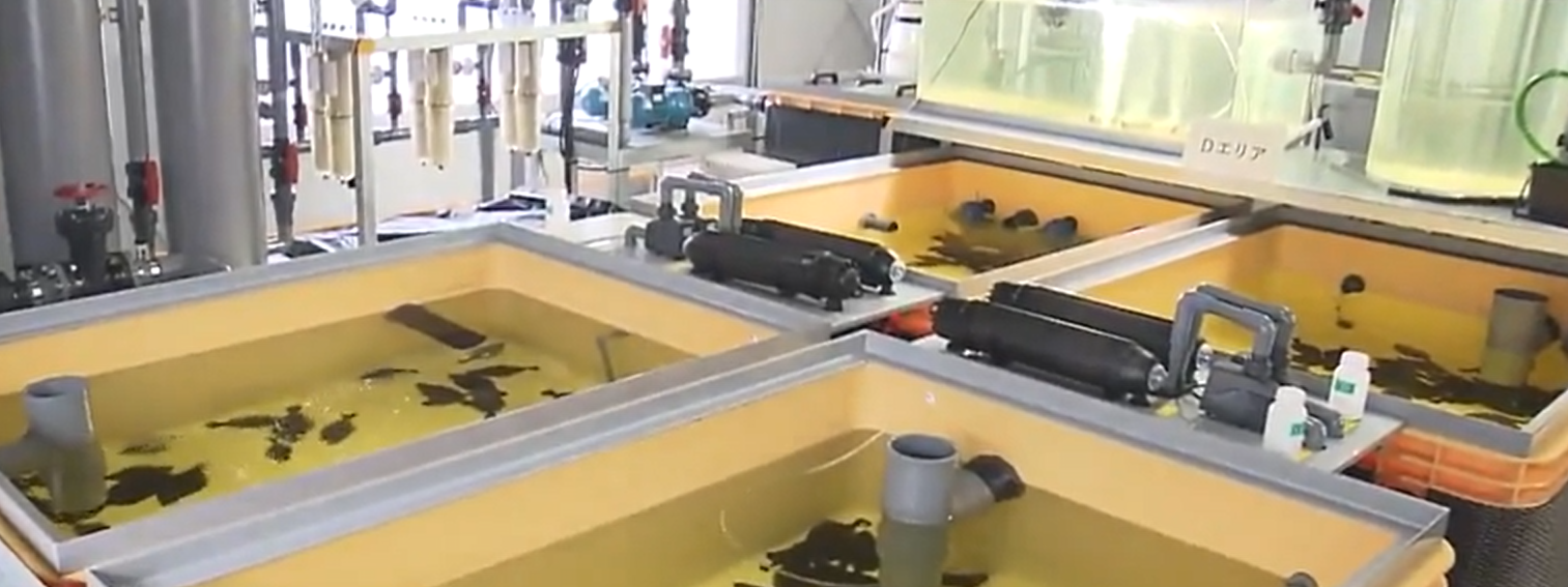 養在經稀釋核污水內的比目魚。(互聯網)