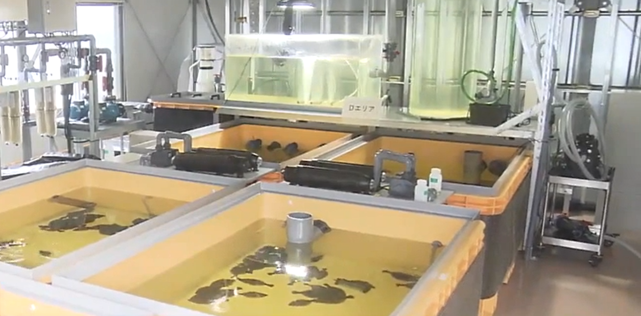 養在經稀釋核污水內的比目魚。(互聯網)