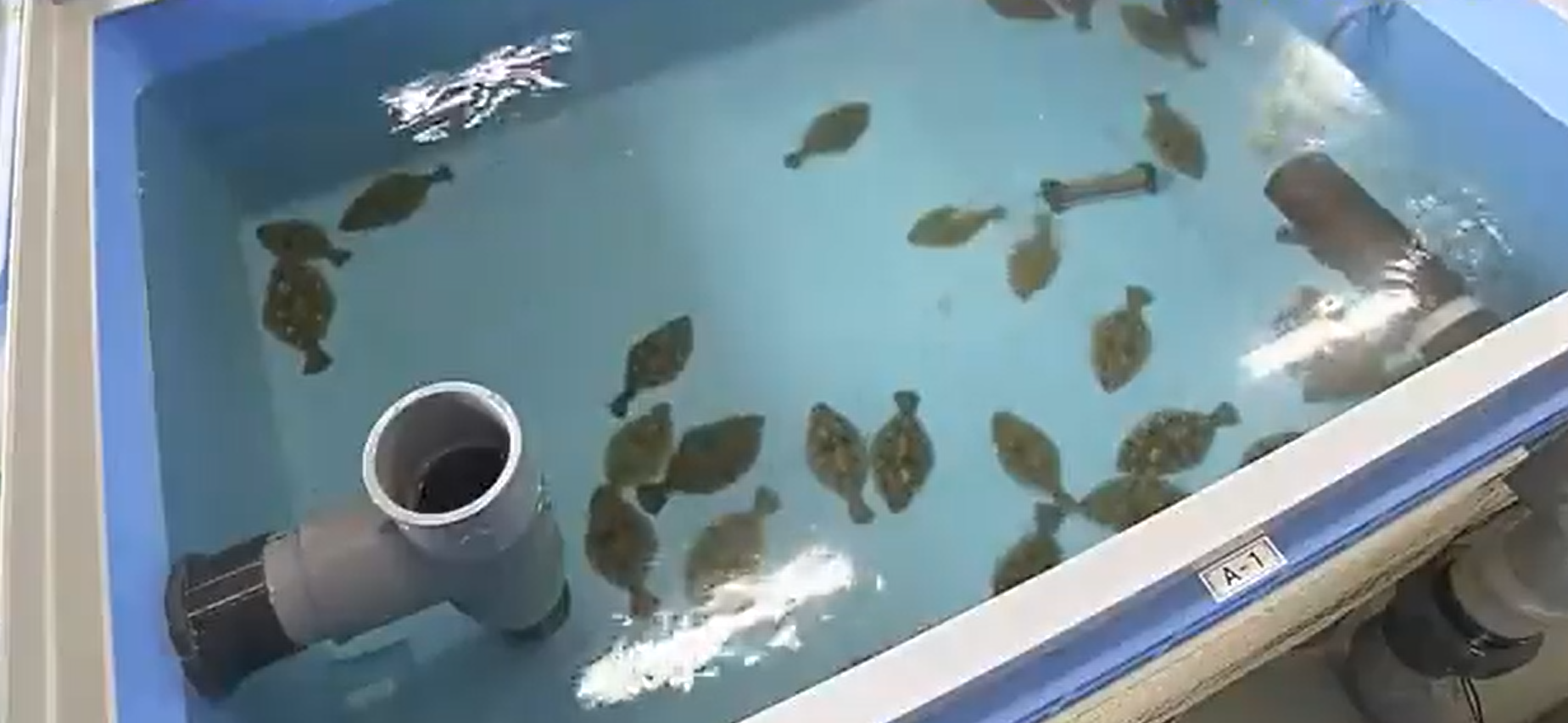 養在一般海水內的比目魚。(互聯網)