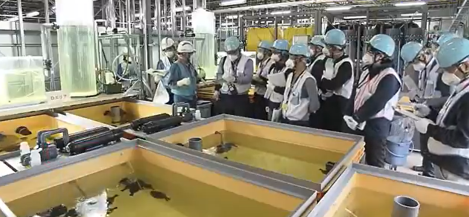 東電向當地傳媒開放福島核廠內的「養魚設施」。(互聯網)