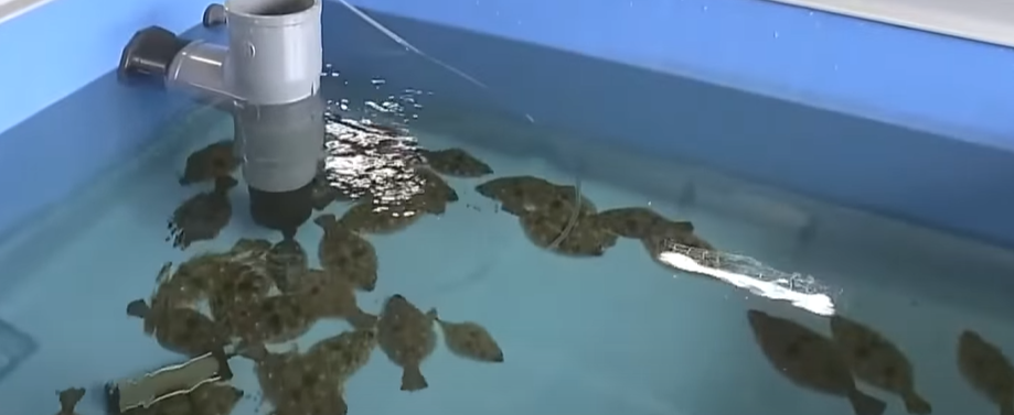 養在一般海水內的比目魚。(互聯網)