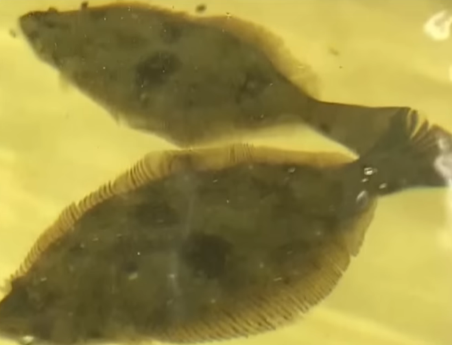 養在經稀釋核污水內的比目魚。(互聯網)