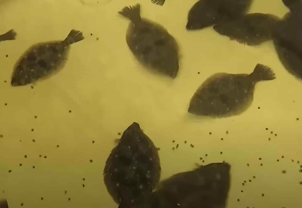 養在經稀釋核污水內的比目魚。(互聯網)