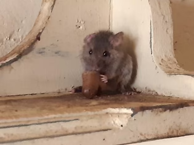 Manzoni說其「寵物鼠」不會跑去隔離屋,但實情並非如此。圖為鄰居單位內的老鼠。(互聯網)
