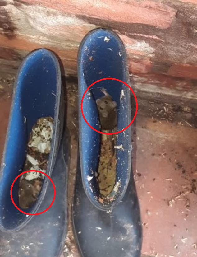 鄰居家中的水靴,變成小鼠的「安樂窩」。(互聯網)