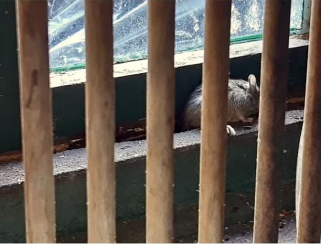 Manzoni說其「寵物鼠」不會跑去隔離屋,但實情並非如此。圖為鄰居單位內的老鼠。(互聯網)