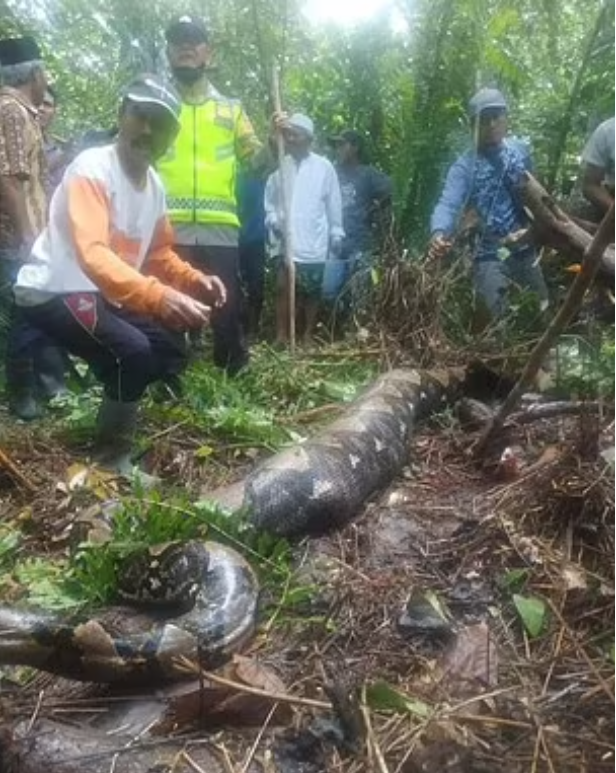 搜索人員發現巨蟒腹部隆起,心知不妙,立即合力殺蛇。(互聯網)