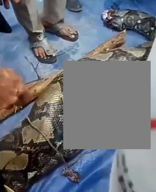 搜索人員剖開巨蟒腹部後,發現婦人遺體。(互聯網)