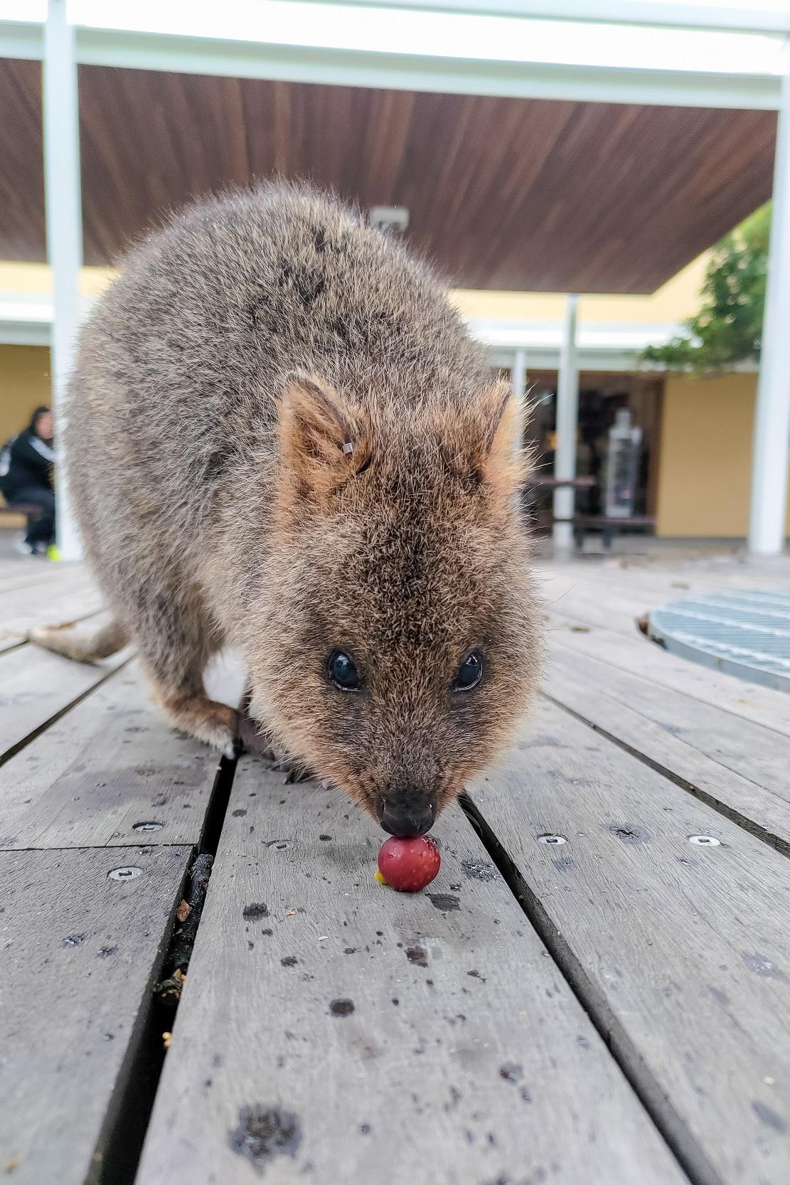 短尾矮袋鼠喜歡食樹上掉下來的果實