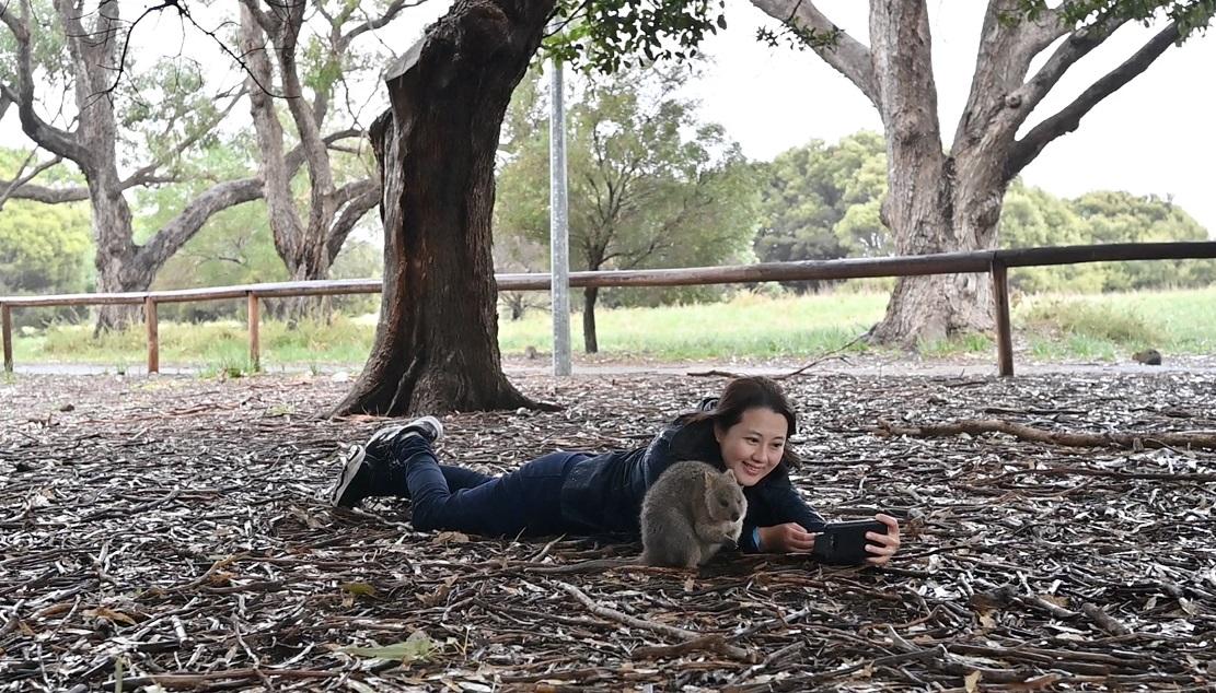 拍照短尾矮袋鼠必須全身貼在地下,所以不要著新衫或淺色衫以免弄污。