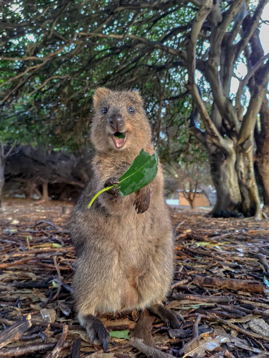 短尾矮袋鼠拿著樹葉進食的樣子超萌,難怪連教主也被俘虜。