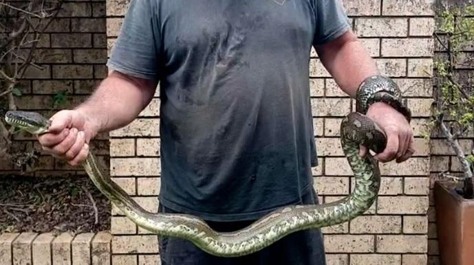 蟒蛇身長約3米。(互聯網)