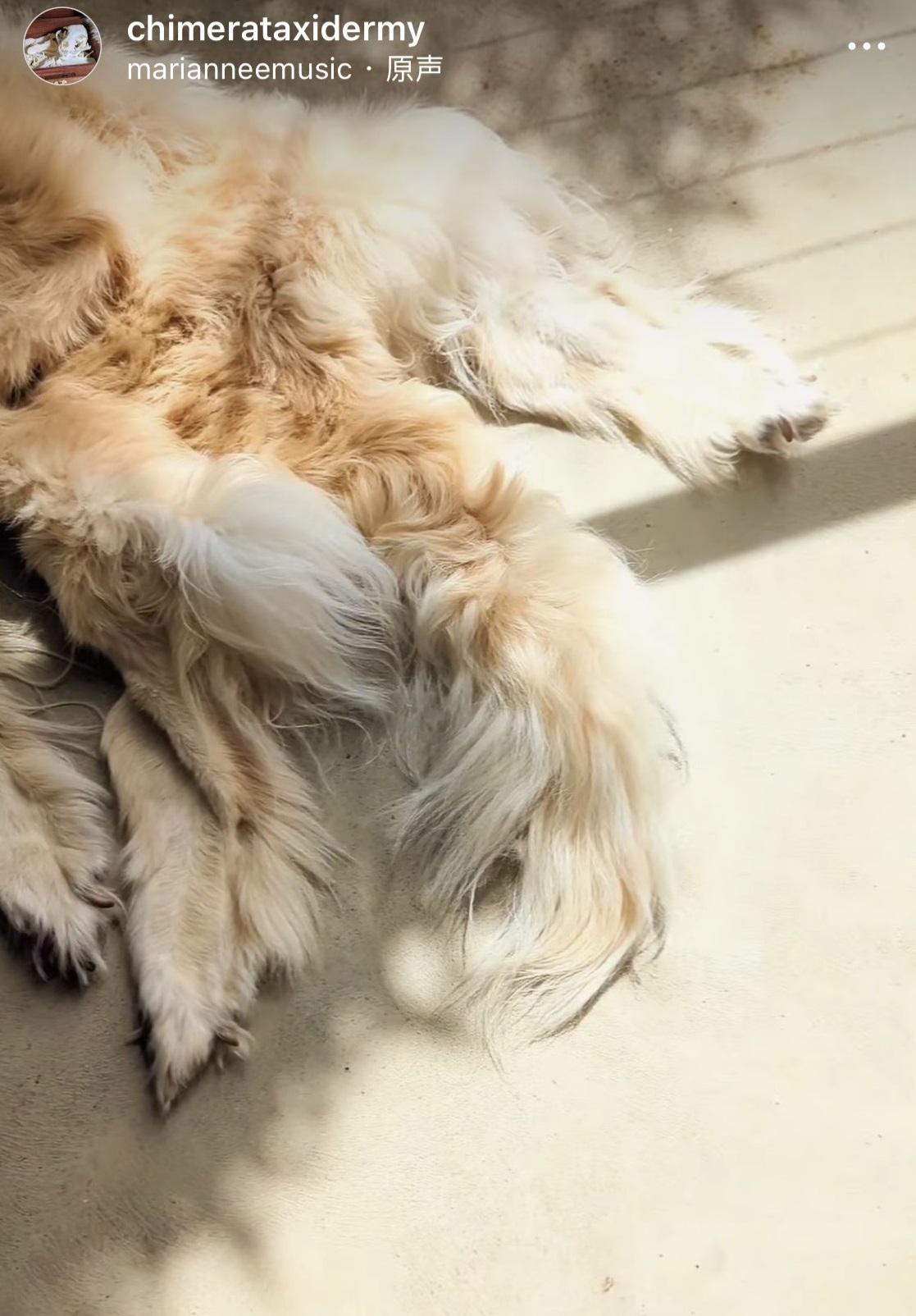 馬迪將金毛尋回犬皮毛製成裝飾地氈。(互聯網)