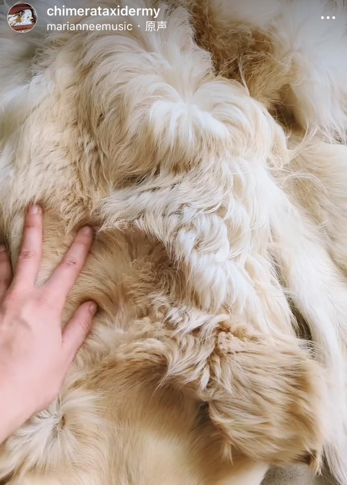 馬迪將金毛尋回犬皮毛製成裝飾地氈。(互聯網)