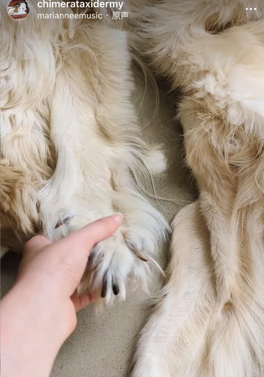 馬迪將金毛尋回犬皮毛製成裝飾地氈。(互聯網)