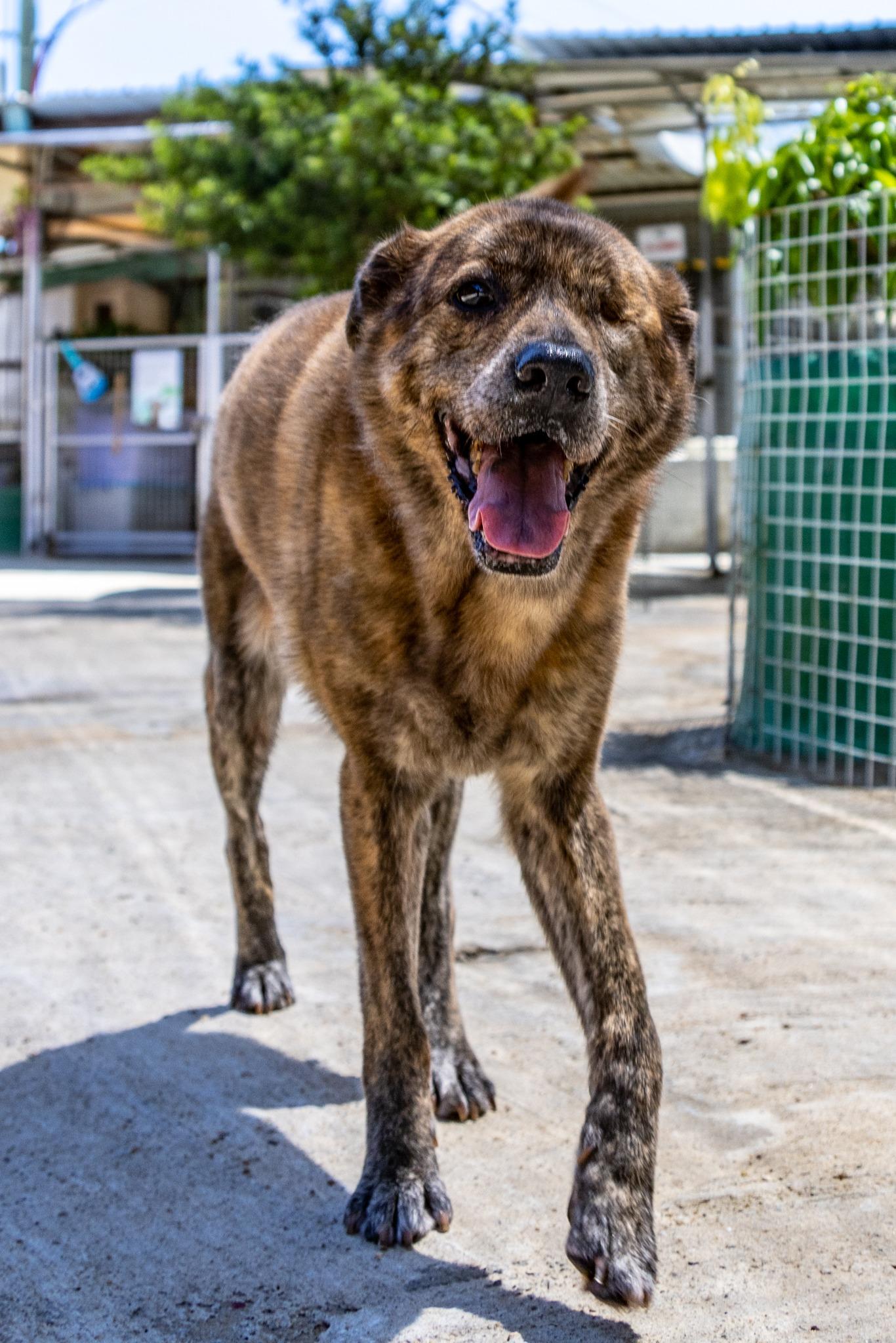 SAA毛孩虎紋 Fu Man