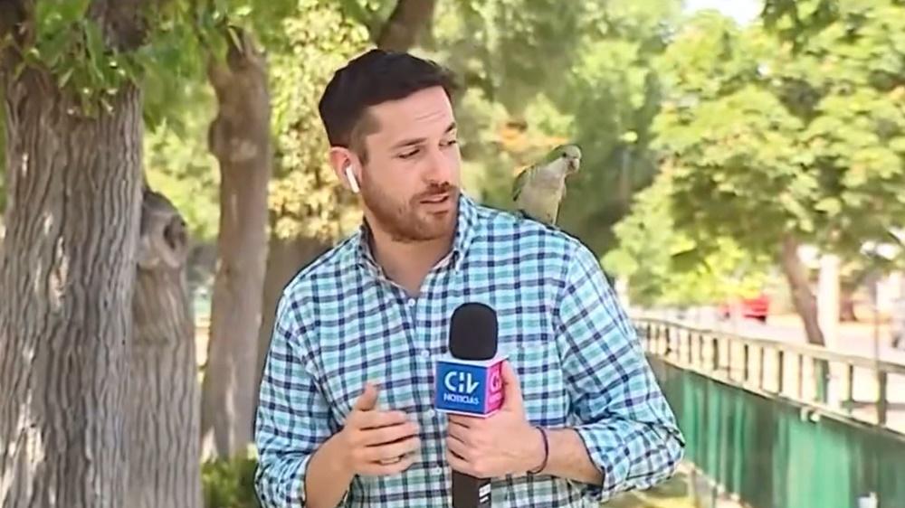 直播開始不久就見一隻鸚鵡突然飛在他的肩膀上。(Twitter)