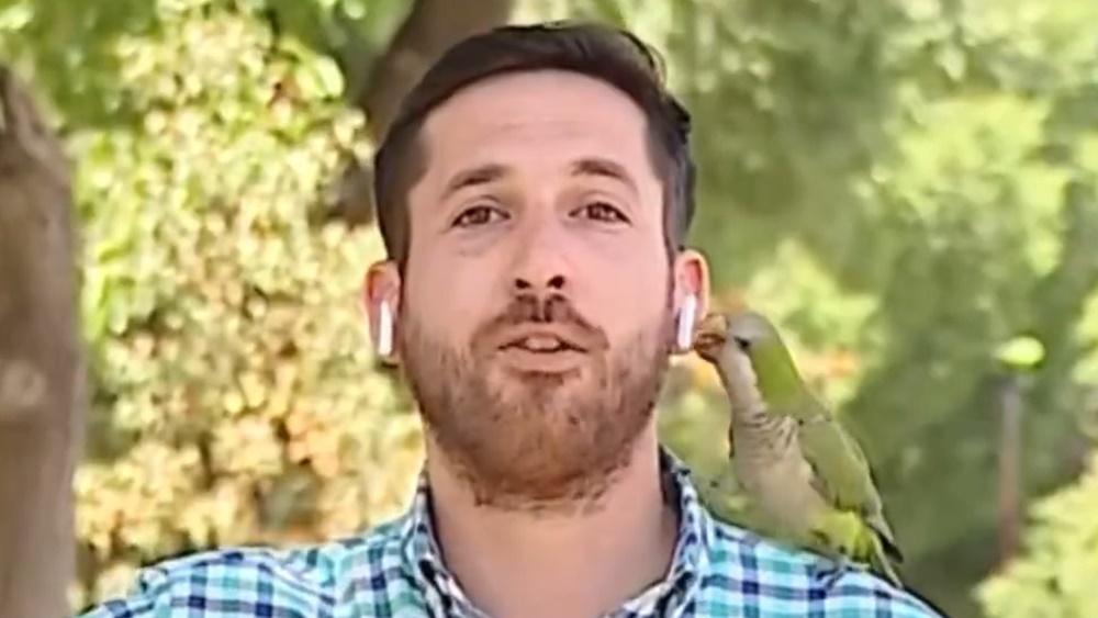 鸚鵡慢慢靠近Nicolás Krumm的耳邊,就當著鏡頭前叼了耳機。(Twitter)
