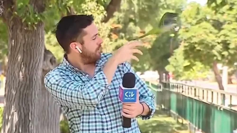 鸚鵡慢慢靠近Nicolás Krumm的耳邊,就當著鏡頭前叼了耳機。(Twitter)