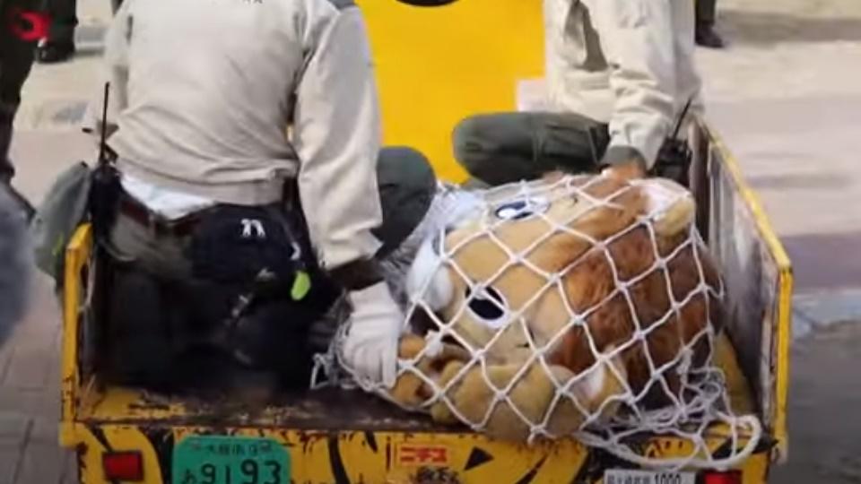 暈倒的獅子最後被人用繩網抬離現場。(YouTube)