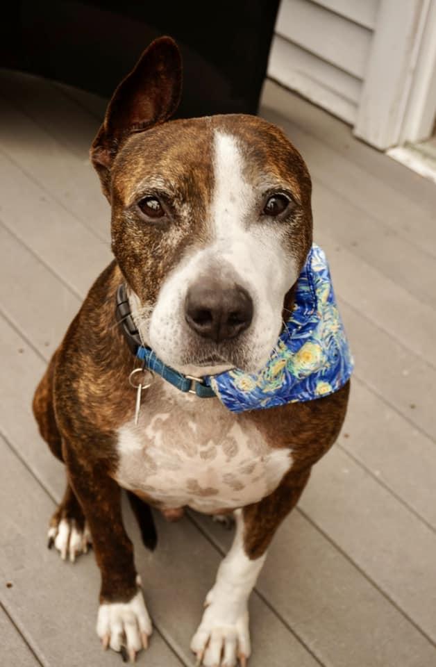 單耳狗狗梵高。(FB)