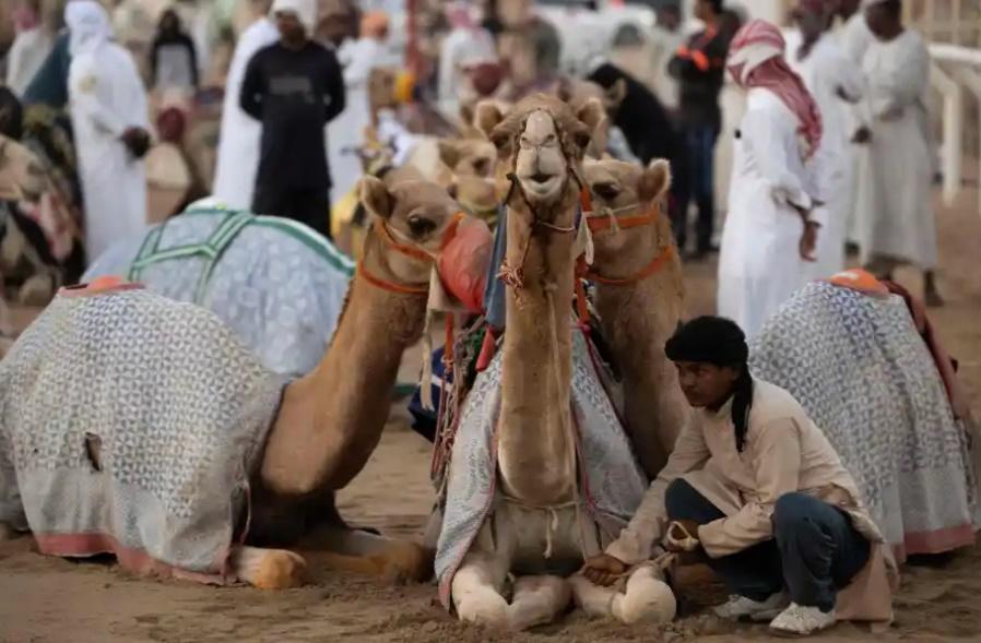Patricia Schlagenhauf警告,民眾應避免在當地觸碰任何哺乳類生物,或是食用駱駝奶或未煮熟的駱駝肉。(資料圖片)