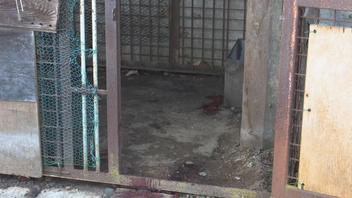 熊人為身長約1米的成年雄性,由Akira Maruyama於其家附近的籠子裡飼養。(YouTube)