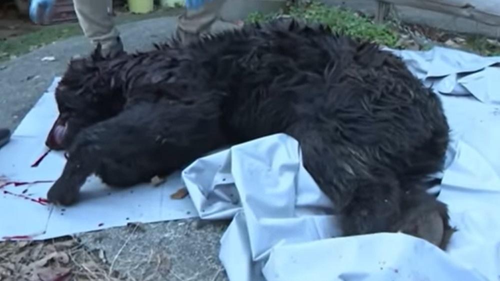 熊人為身長約1米的成年雄性,由Akira Maruyama於其家附近的籠子裡飼養。(YouTube)