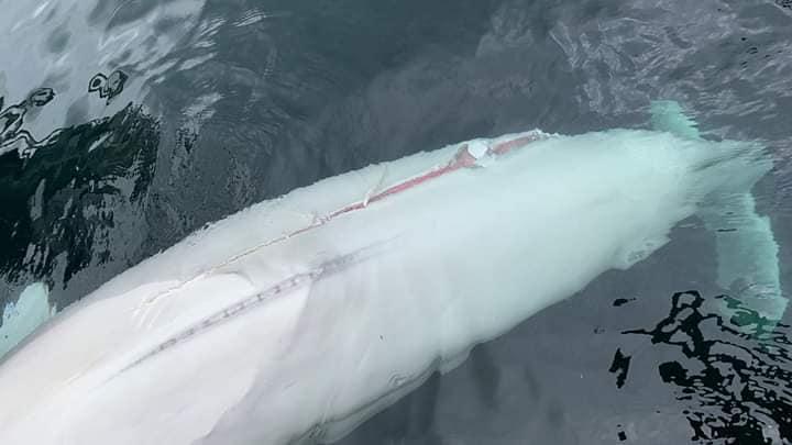 Hvaldimir曾因太接近船隻而受傷,對牠的生命安全構成隱憂。(Twitter)