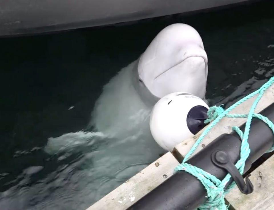 白鯨在過去幾年一直沒有離開該漁村,但前路未明。(Twitter)