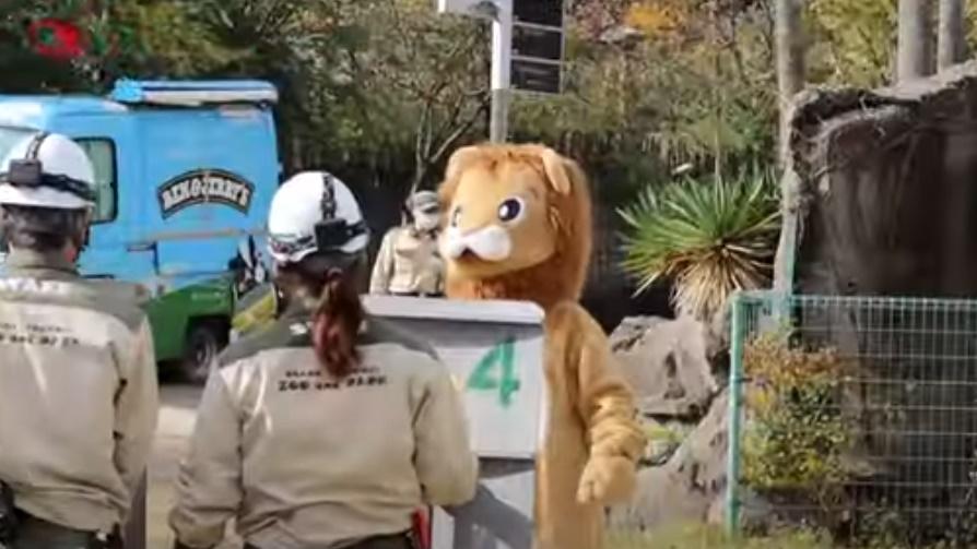 職員以盾牌、防咬手套、繩網及麻醉槍制服獅子的應對方法。(YouTube)