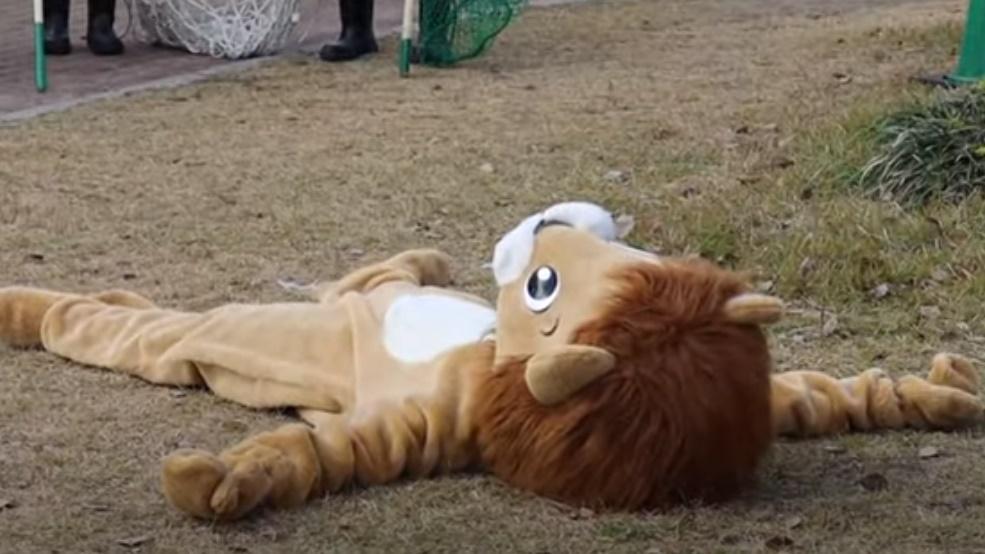 暈倒的獅子最後被人用繩網抬離現場。(YouTube)