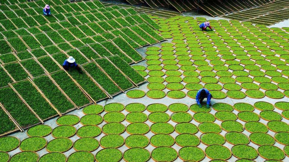 製茶師在進行「福鼎白茶」的「萎凋」。(互聯網)