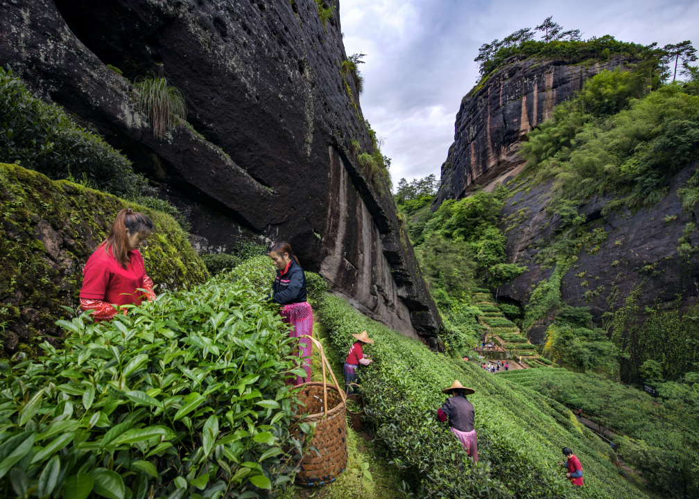 採茶工在福建武夷山茶園採茶。(互聯網)