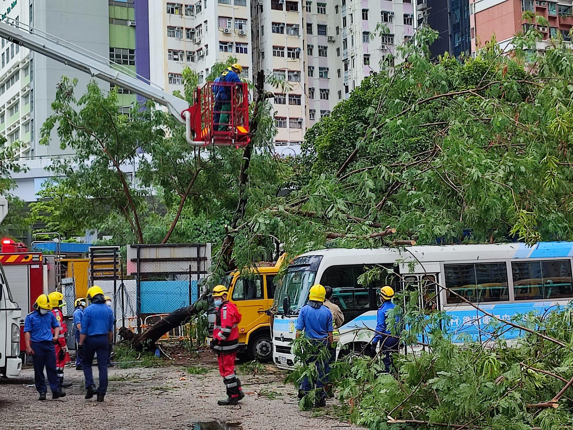 消防員架起雲梯,用電鋸等工具移除塌樹。