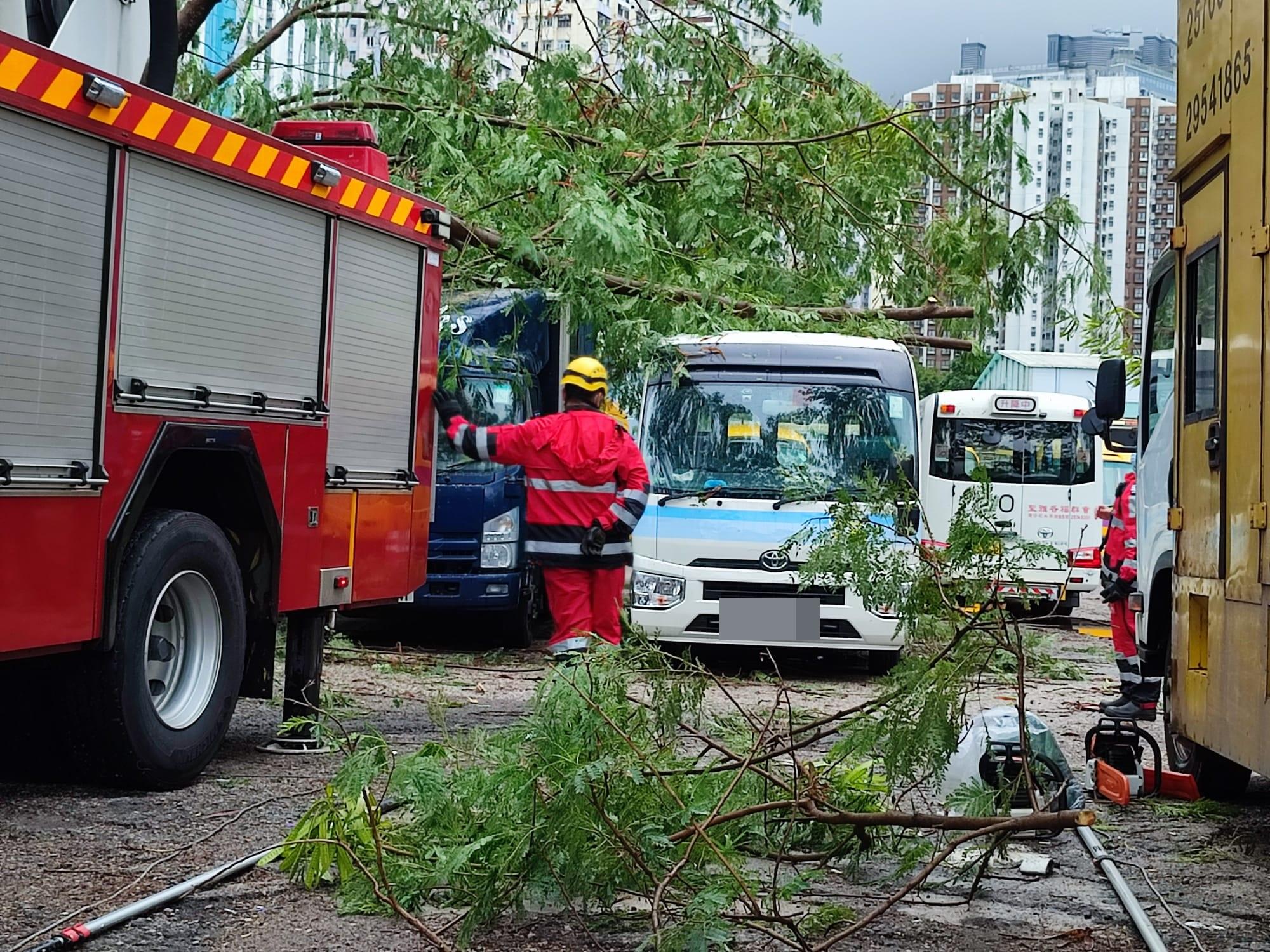 塌樹壓中旁邊多部車輛。