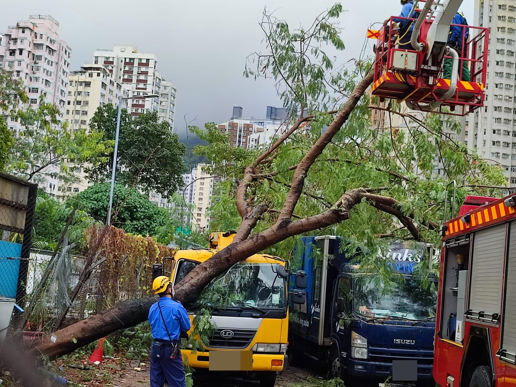 停泊在旁邊的工程車被塌樹壓中,車頭被壓扁,玻璃破裂。