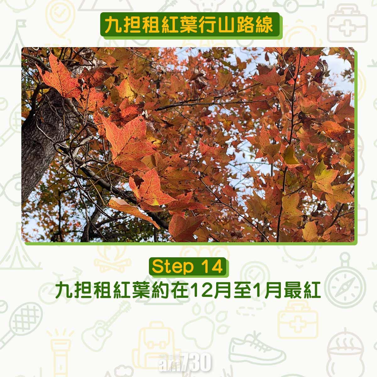 九担租紅葉