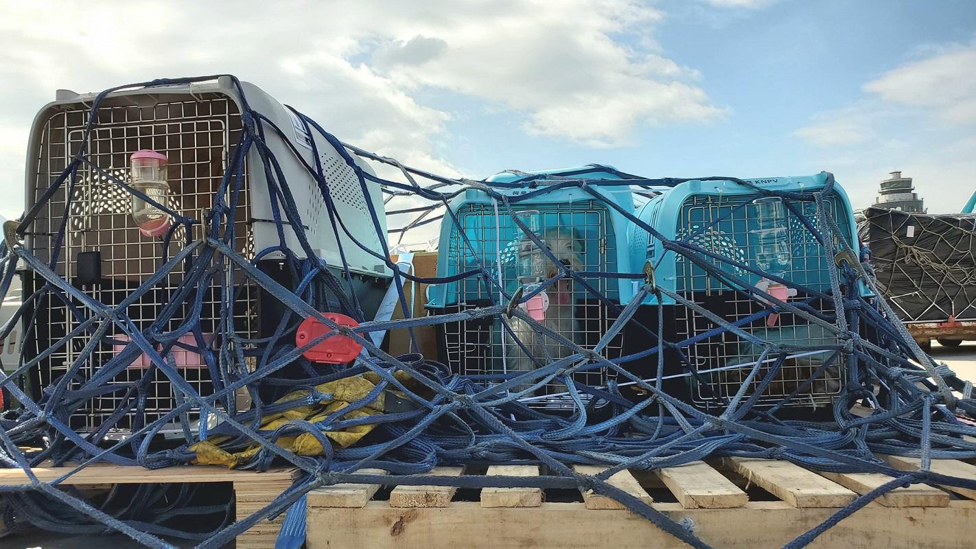 有機場工友分享待上機的寵物和航空籠照片。(FB群組「香港機場實況討論區」)