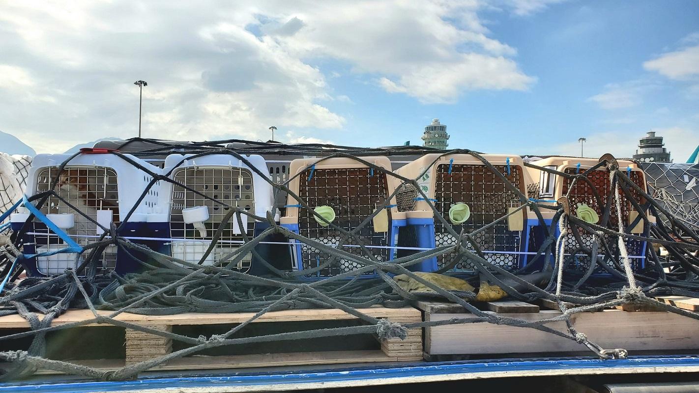 有機場工友分享待上機的寵物和航空籠照片。(FB群組「香港機場實況討論區」)