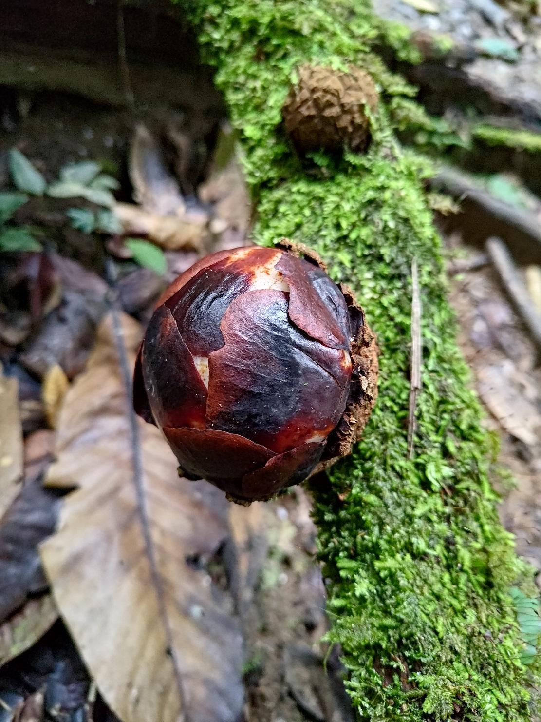 這是大王花的黑色種子,其實未成形前一直藏在藤蔓內吸收營養長達四年