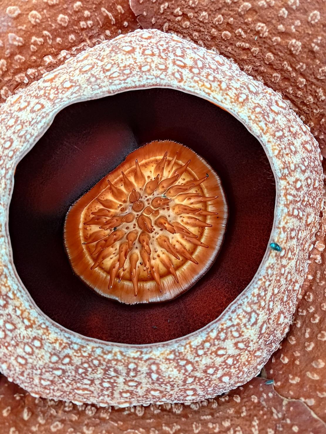 花中心的肉質芒刺,原來能模擬腐爛動物的體溫或是擴散腐壞臭味吸引麗蠅傳播花粉,真的超強科技