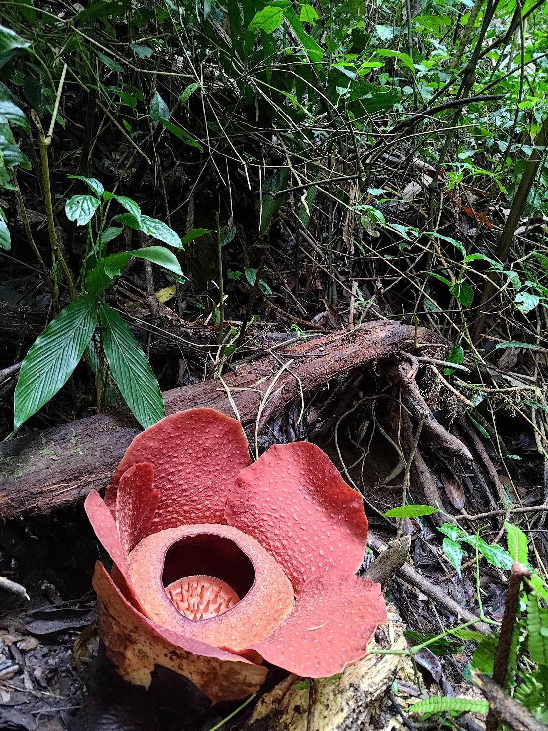 當日有幸看到第二朵大王花,這花是當天才開,未完全打開