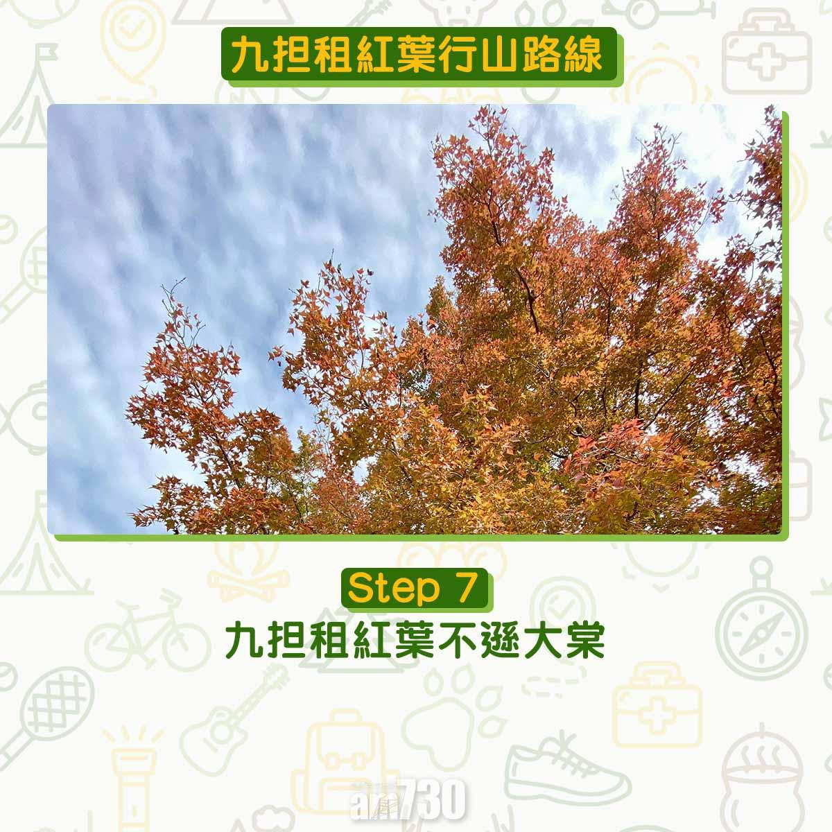 九担租紅葉