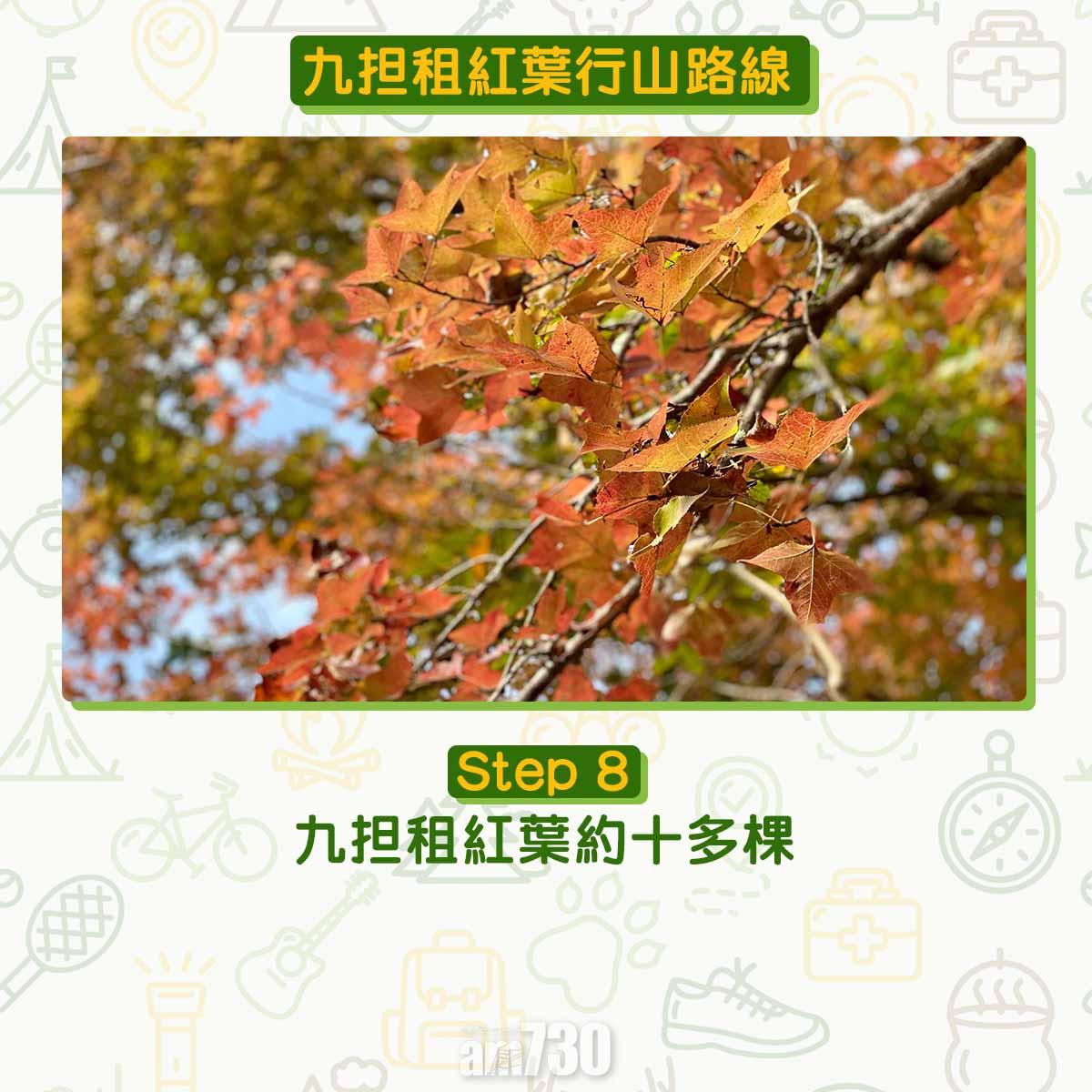 九担租紅葉