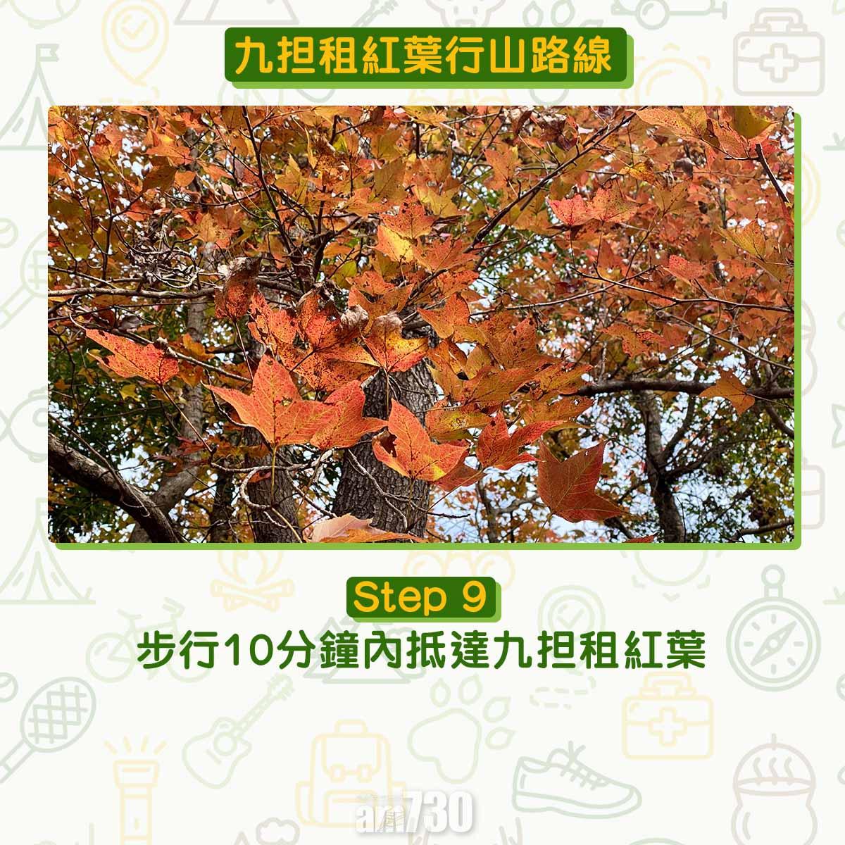 九担租紅葉